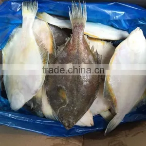 2016 China Top Quality Frozen Gold Plaice 200g-300g thumbnail-3