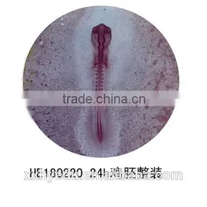 Amphiuma Microscope Prepared Slides Frog Tissue and Organ Slides Tadpole Prepared Slides thumbnail-1