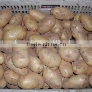 Fresh Potato thumbnail-1