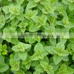 Talya Oregano Oil thumbnail-1