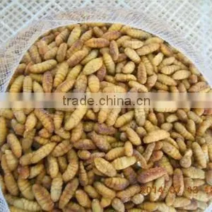 Frozen IQF Silkworm thumbnail-2