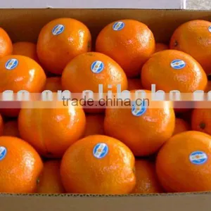 Fresh Navel Orange thumbnail-1