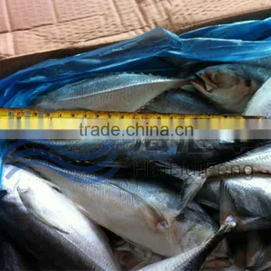 New Harvest Frozen Whole Round Horse Mackerel Fish thumbnail-1