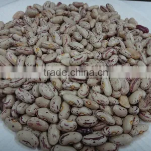Best Sale Full Of Speckled Kidney Beans For Europe thumbnail-2