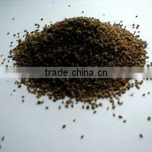 Indian Bishop's Weed thumbnail-1