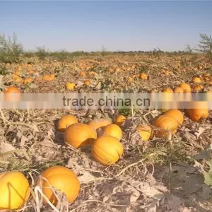 China Organic Pumpkin Kernels Grow Without Shell for Oil Use thumbnail-2