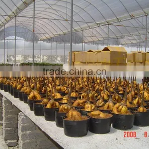Original Ungrafted 50g-200g Ficus Ginseng Roots (Ficus Microcarpa )bonsai thumbnail-1