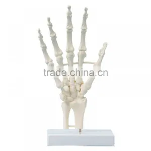 China Human Hand Bone Model for Teaching thumbnail-1