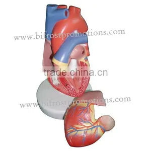 Anatomy Heart Model thumbnail-1