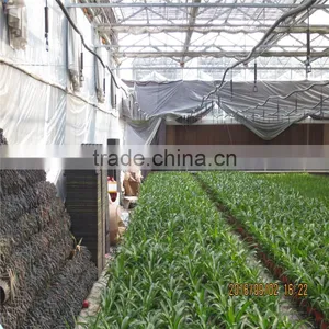 Natural Ventilation Green House for Vegetables thumbnail-6