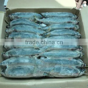 Best Quality Frozen Fish(frozen Mackerel)300-400g thumbnail-1