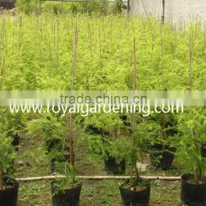 Melaleuca Bracteata Ornamental Plants thumbnail-1