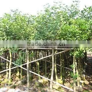 Erythrina Crista Grower thumbnail-1