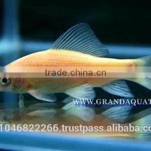 Black Shark Albino Fish Farm For Sale / Aquarium Fish Thailand thumbnail-1