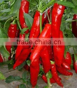 Capsicum Oleoresin thumbnail-1