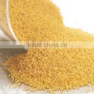 Chinese Broomcorn Millet thumbnail-1