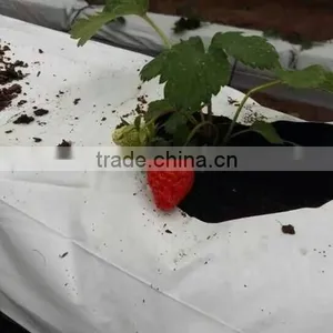 Hot Dipped Galvanized Professional Greenhouses Used thumbnail-3