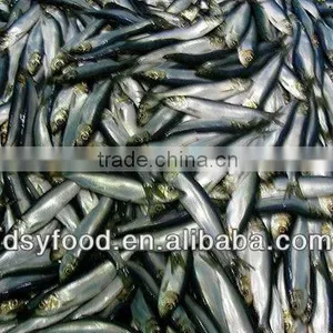 Frozen Fresh Sardine Fish for Canned Fish thumbnail-4