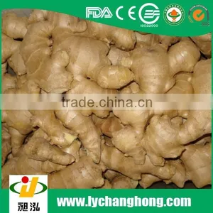 Hot Sale High Quality Air Dried Ginger thumbnail-2
