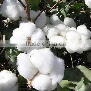 New Design Farm Use Cotton Picking Machine/cotton Picker thumbnail-6