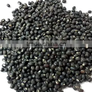Black Mapte Beans thumbnail-1