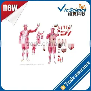 the Sissection Model of Whole Body Muscles Attached With Viscera thumbnail-1