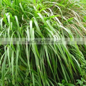 100% Pure Essential Oil Thai Massage Oil thumbnail-3