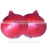 Fresh Onion thumbnail-1