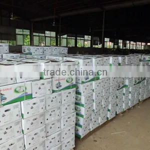 Fresh White Garlic(normal and Pure) thumbnail-1