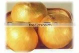 Chinese Fresh Onion thumbnail-1