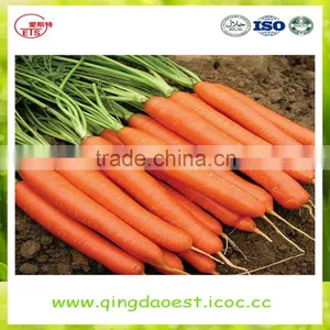 High Quality Fresh 2016 New Carrot thumbnail-1