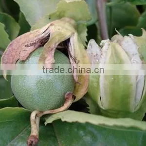 Passion Fruit Tree Seedling thumbnail-1