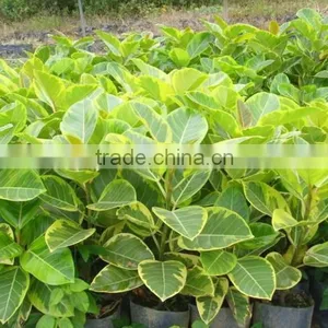 Ficus Elastica Roxb.'Schryver Iana' Tree Seedling thumbnail-1
