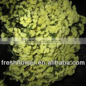 High Grade Fresh Cut Myosotis Sylvatica Flowers thumbnail-2
