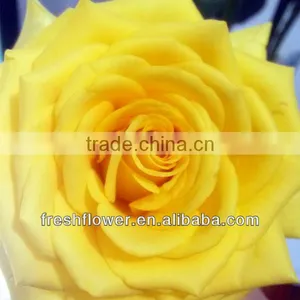 China Yellow Rose as the Same Quality of Fresh Cut Rose thumbnail-1