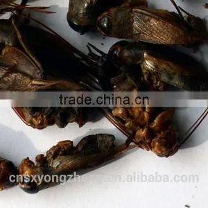 Wild Birds Food Freeze Dried Crickets;Dried Crickets for Wild Birds thumbnail-4
