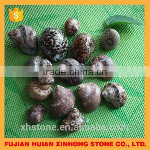 Natural Decotative Semicassis Inornata Seashell for Sale thumbnail-1