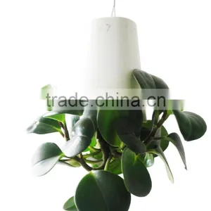 CT-457 Magic Sky Planter Plastic Flower Pot 18x18x25cm thumbnail-5