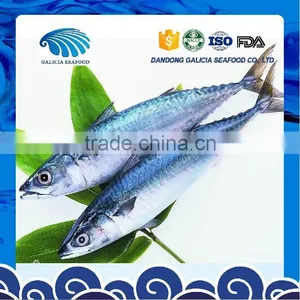 Seafrozen W/R Pacific Mackerel Fish Size 300-500 thumbnail-1