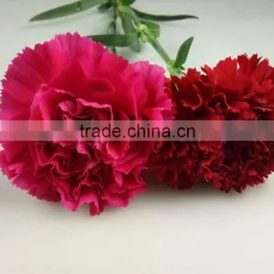 Decorative Flowers Carnation Cut Flower For Wedding Decoration From Yunnan,China thumbnail-1