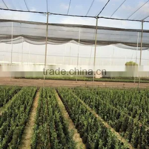 Olive Tree Young Skin Trunk - Olea Europaea "Cruz Alta" thumbnail-3