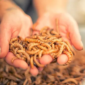 High Protein Dried Mealworms For Chickens thumbnail-2