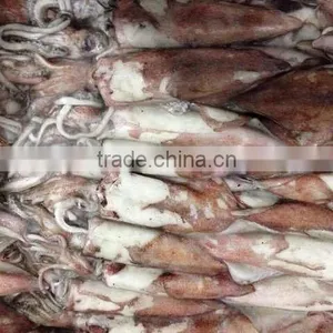 Frozen Whole Round High Quality Squid and Todarodes Pacificus thumbnail-1