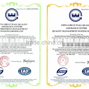 High Quality Ear Chinese Acupuncture Model thumbnail-2