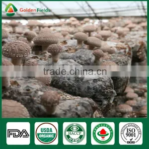 Fresh Dried Shiitake Mushroom Cultivation Lentinula Edodes Growing Export to Farm thumbnail-4
