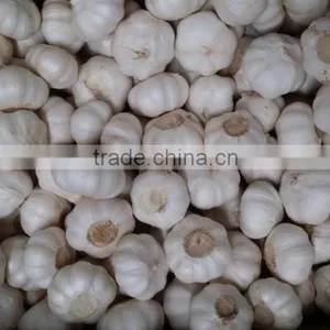 Garlic From Laiwu thumbnail-1