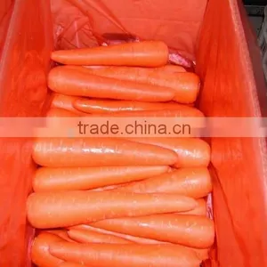 2016 New Crop Fresh Bulk Carrot for Sale thumbnail-3
