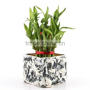 Chinese Guangdong Original Lucky Bamboo thumbnail-3