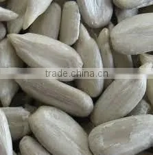 Sunflower Kernels Manufacturer Sunflower Seed Health Benefit thumbnail-4