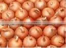 Onion Powder thumbnail-1
